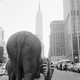 The circus arrives in New York City.